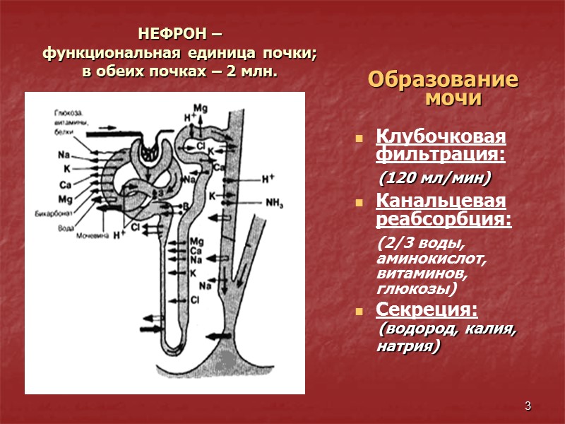 3 НЕФРОН –  функциональная единица почки;  в обеих почках – 2 млн.